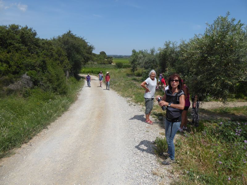 Marche: 4 mai 2024 – Boucle Cacau – Argeliers