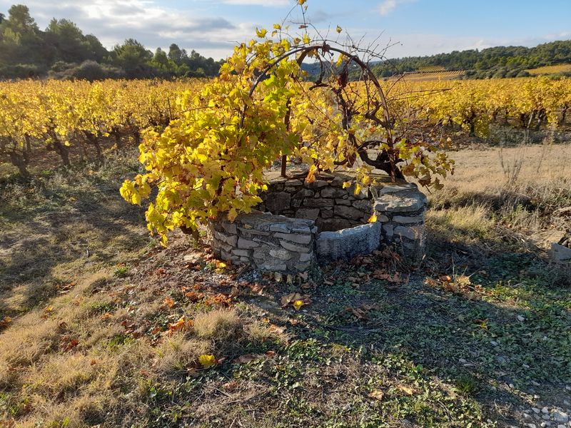 Marche: 16 novembre 2021 – Boucle entre Bize et Aigues-Vives