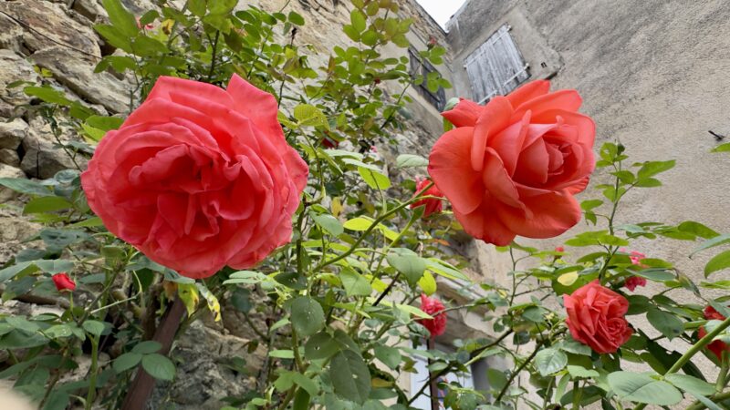BizBizFleurs – Mai 2026
